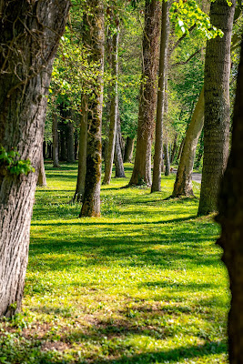 Premiumwanderweg DonAUwald | Etappe 3 von Gundelfingen nach Dillingen 14