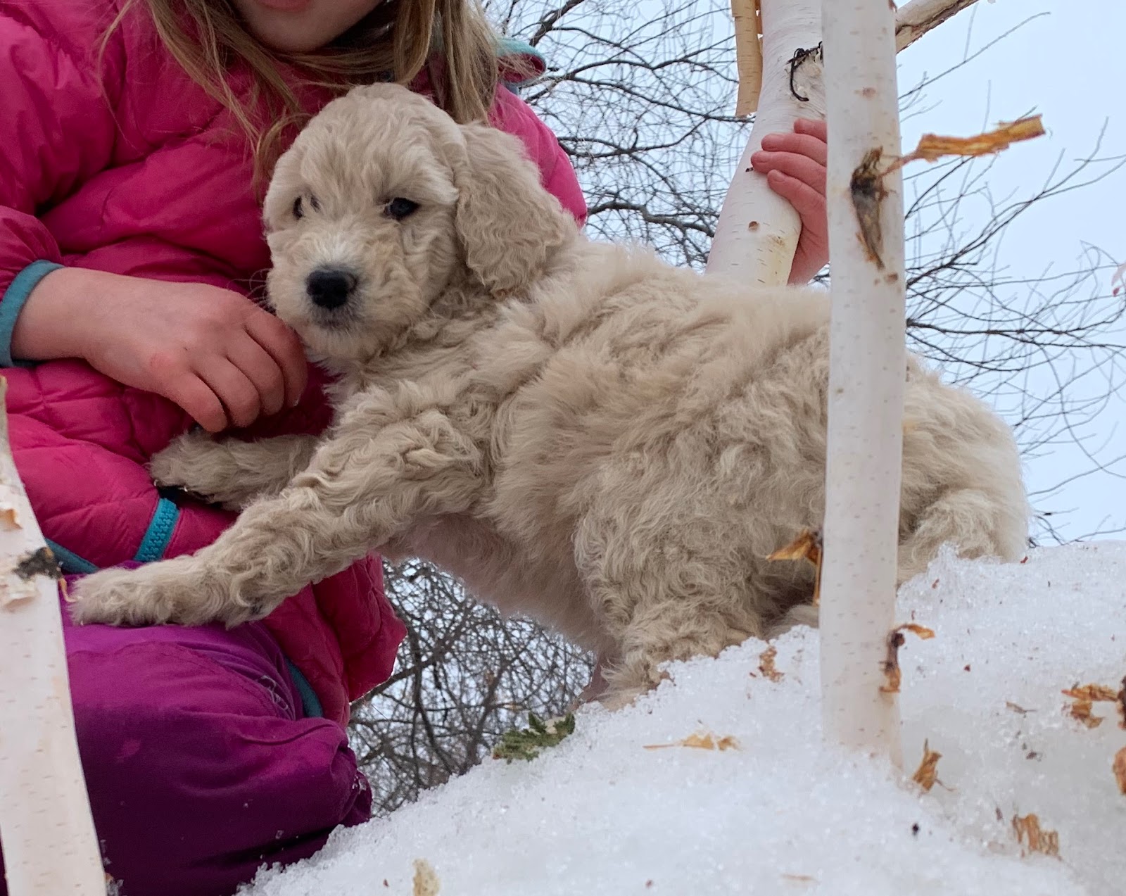 Goldendoodle MN Female 47lbs at one year old RML household (red