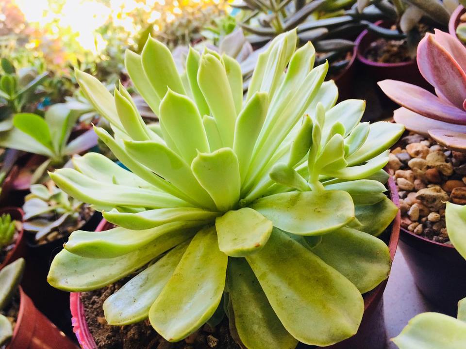 Succulents Cebu and Cactus Collection Cassiel's Succulent World Fine