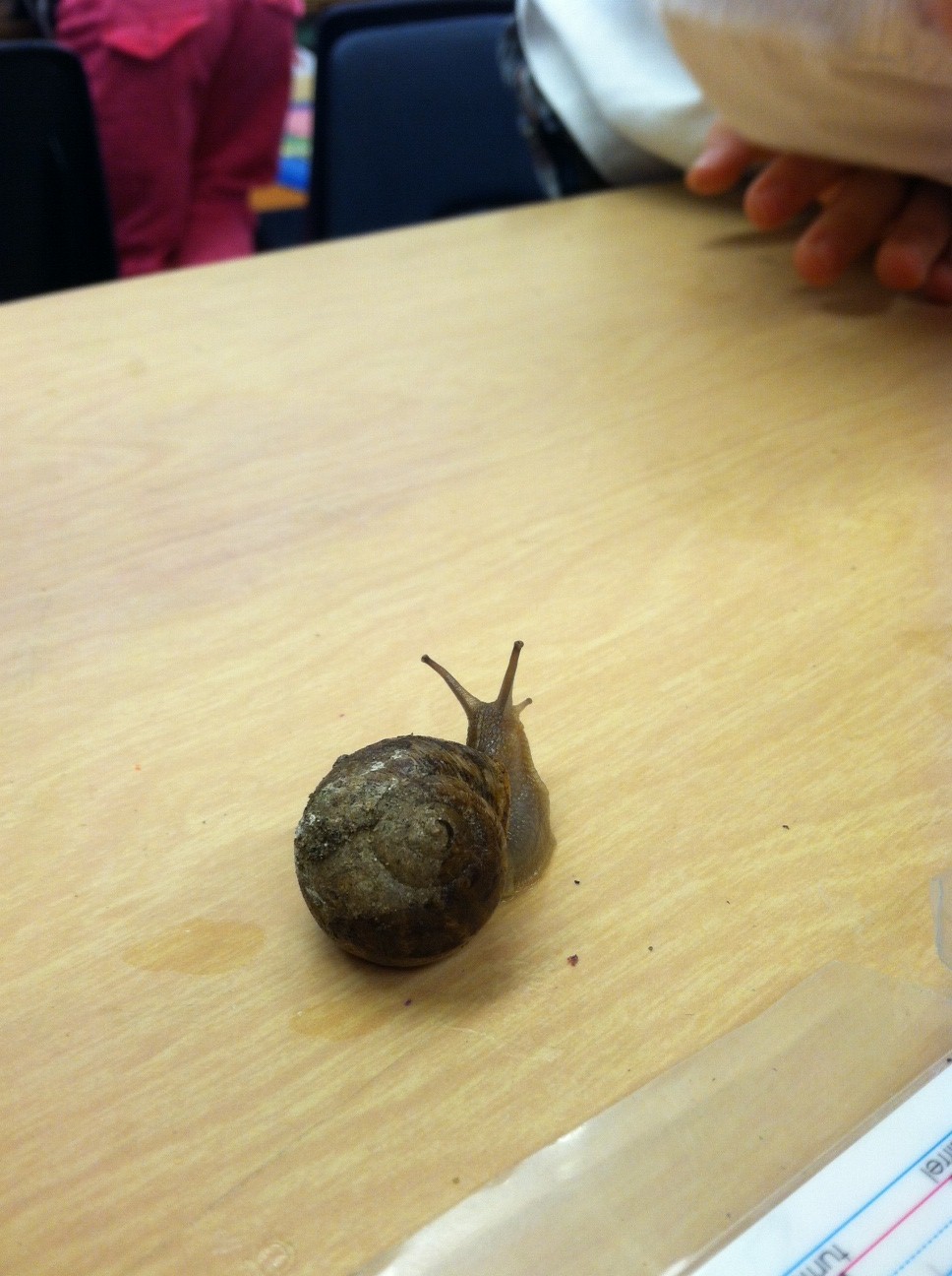 Kindergarten Kids Snails in Kindergarten