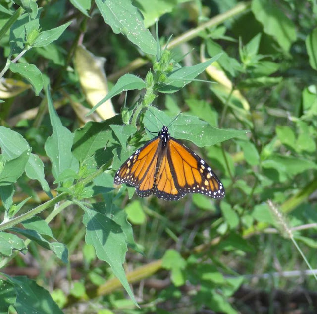 HTownWest Photo Blog The Monarchs are coming to Houston the