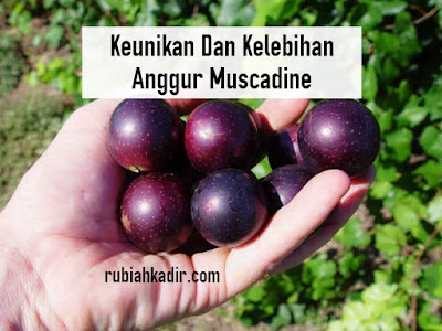 Anggur Muscadine