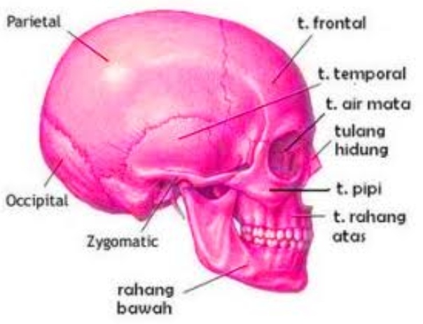 Klasifikasi Tulang Pada Manusia Klasifikasi Tulang Pada Manusia