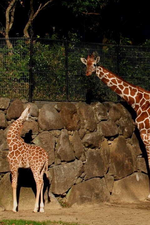 10 of the World's Most Famous Zoos - Yokohama Zoo, Japan