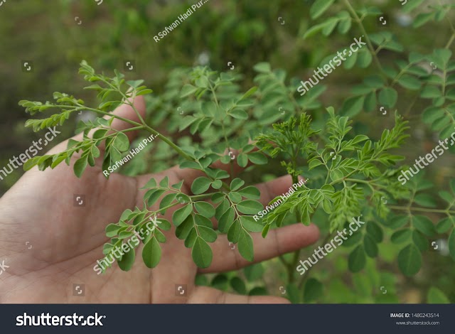  Royalty-free stock photo THE MORINGA PLANT IS GREEN AND HEALTHY LEAVES