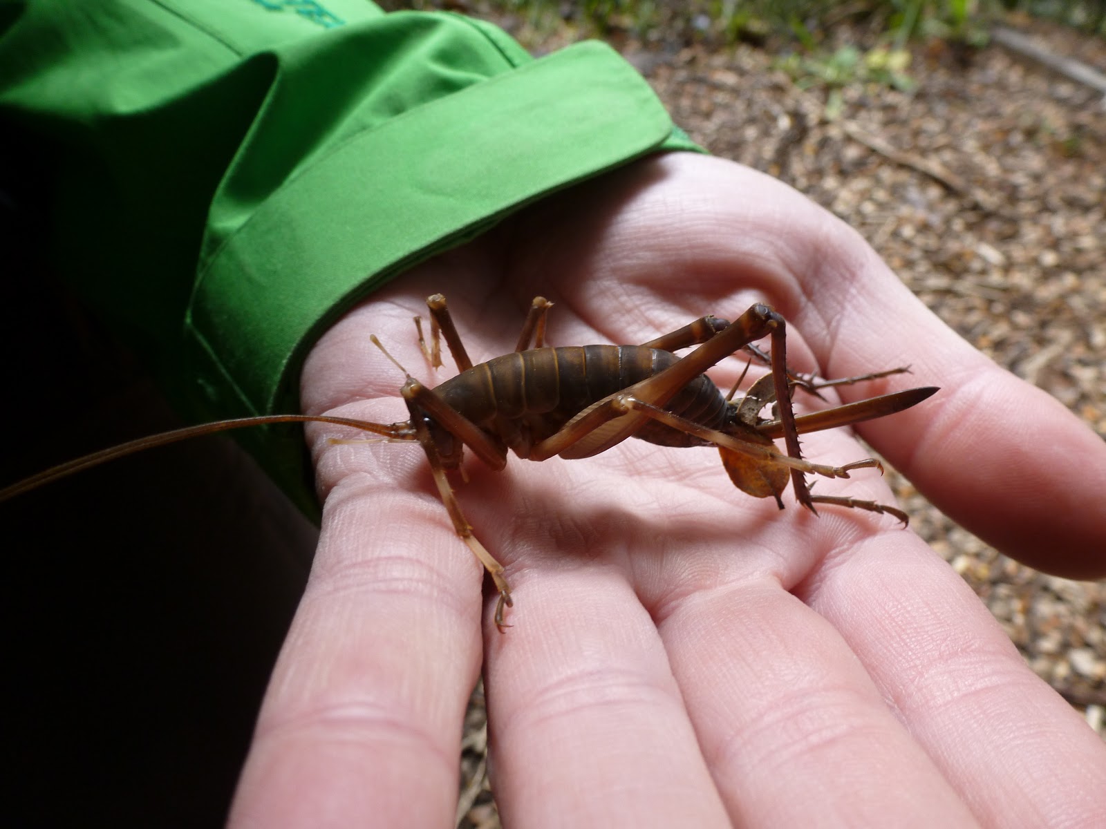 Natural Musings Insects in New Zealand