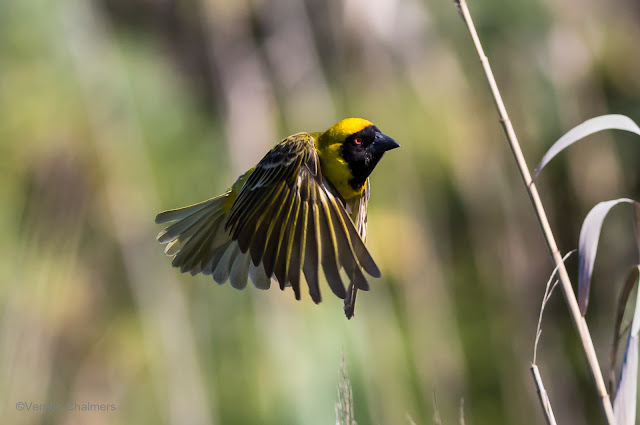 Considerations for Improved Birds in Flight Photography Canon EOS 6D