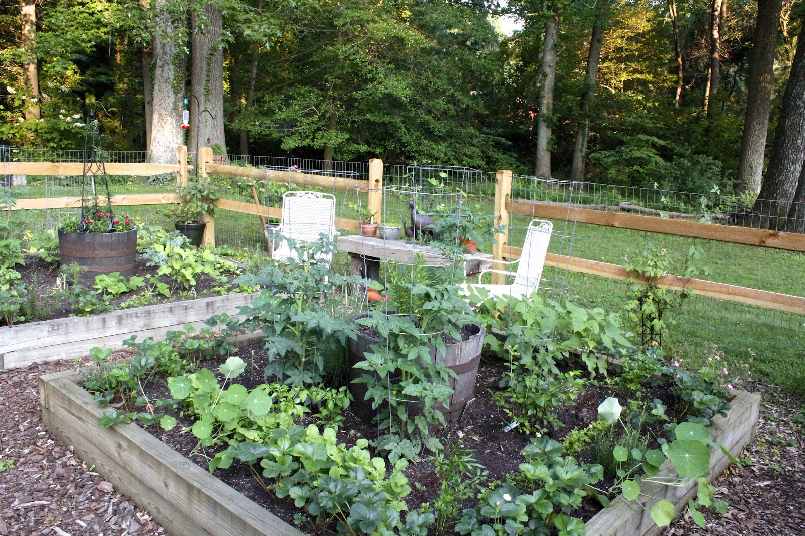 figs flowers food: MY VEGETABLE GARDEN - also a refuge to relax