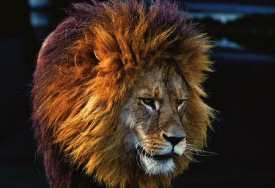 Lion Images Lion Images