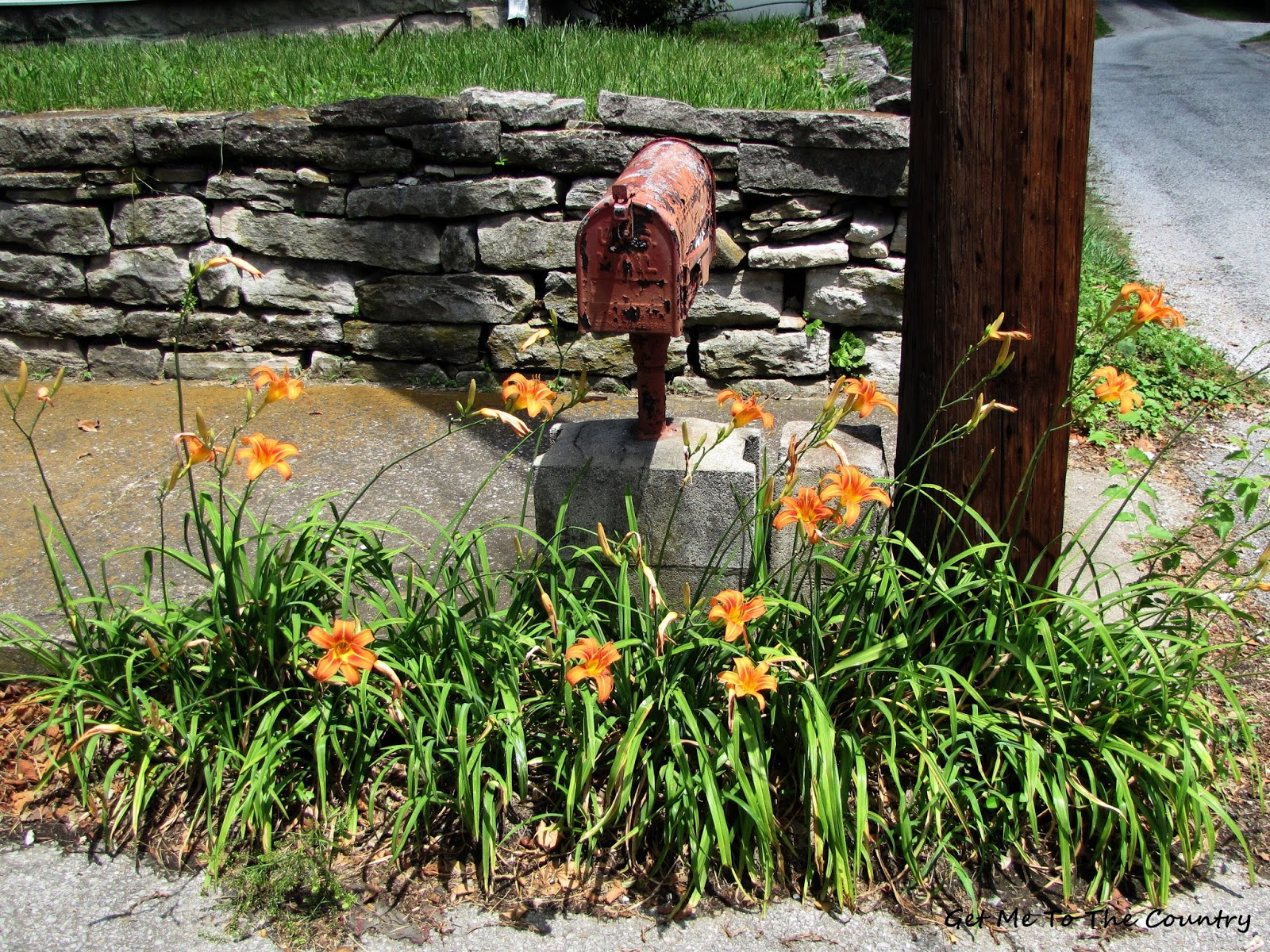 Get Me To The Country Ditch Daylilies