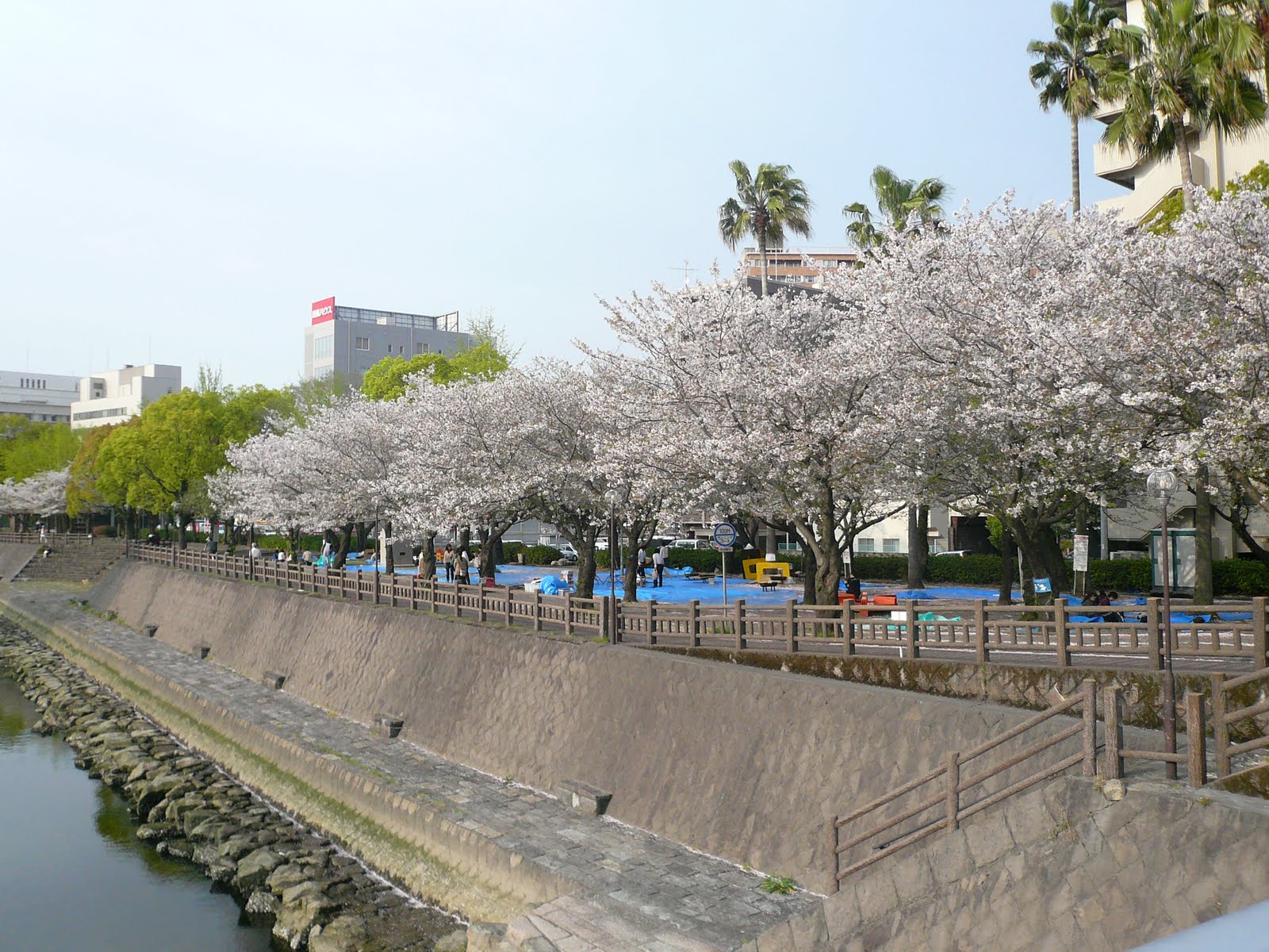 Kagoshima with pictures Cherry Blossom season in Kagoshima