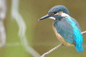 bird, perched, kingfisher