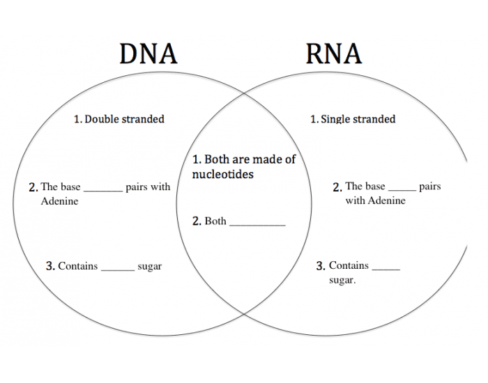Venn Diagram Dna Rna Federal Resume