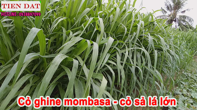 Giống cỏ ghine mmombasa gọi là cỏ sả lá lớn