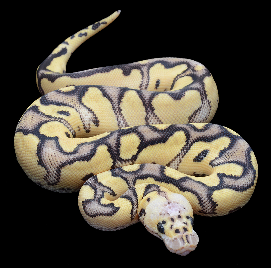 Jolene: Python regius