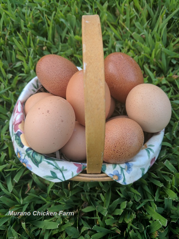 Selling fresh eggs Murano Chicken Farm