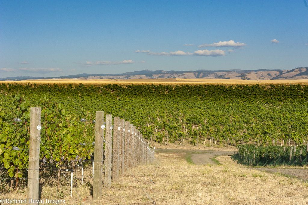 Wine Enthusiast reviews for September 2020 Northwest Wine Report