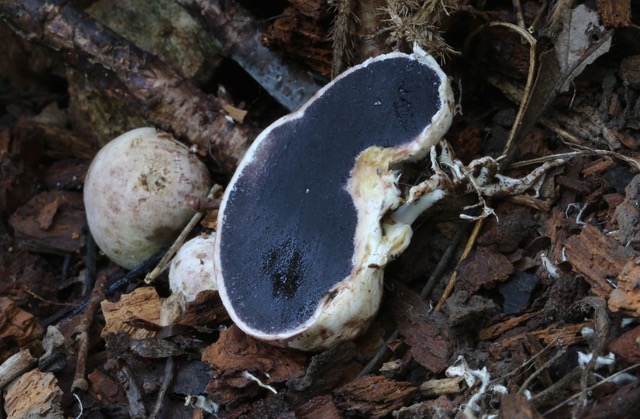 Puffballs ate my mulch :Cornell Mushroom Blog