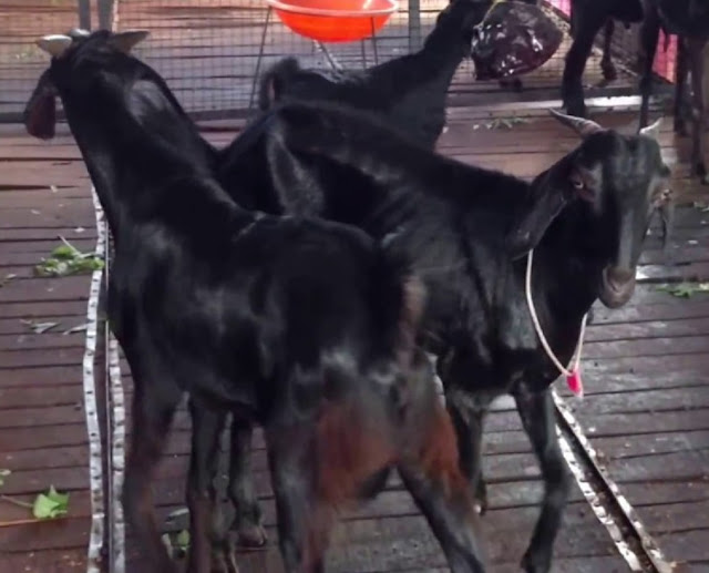 Most Popular Indigenous Breeds of Goats in India