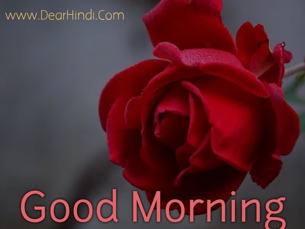 Good morning rose flowers images for WhatsApp pictures free download