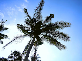 Sky View Under The Coconut Tree In The Fields At Banjar Kuwum, Ringdikit, North Bali, Indonesia