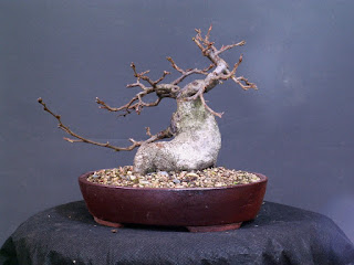 Yamadori Hornbeam Bonsai