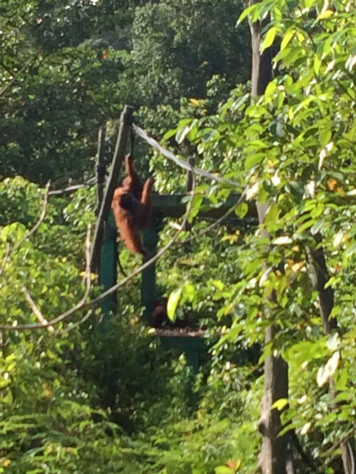 南半球 インドネシアでの暮らし 19