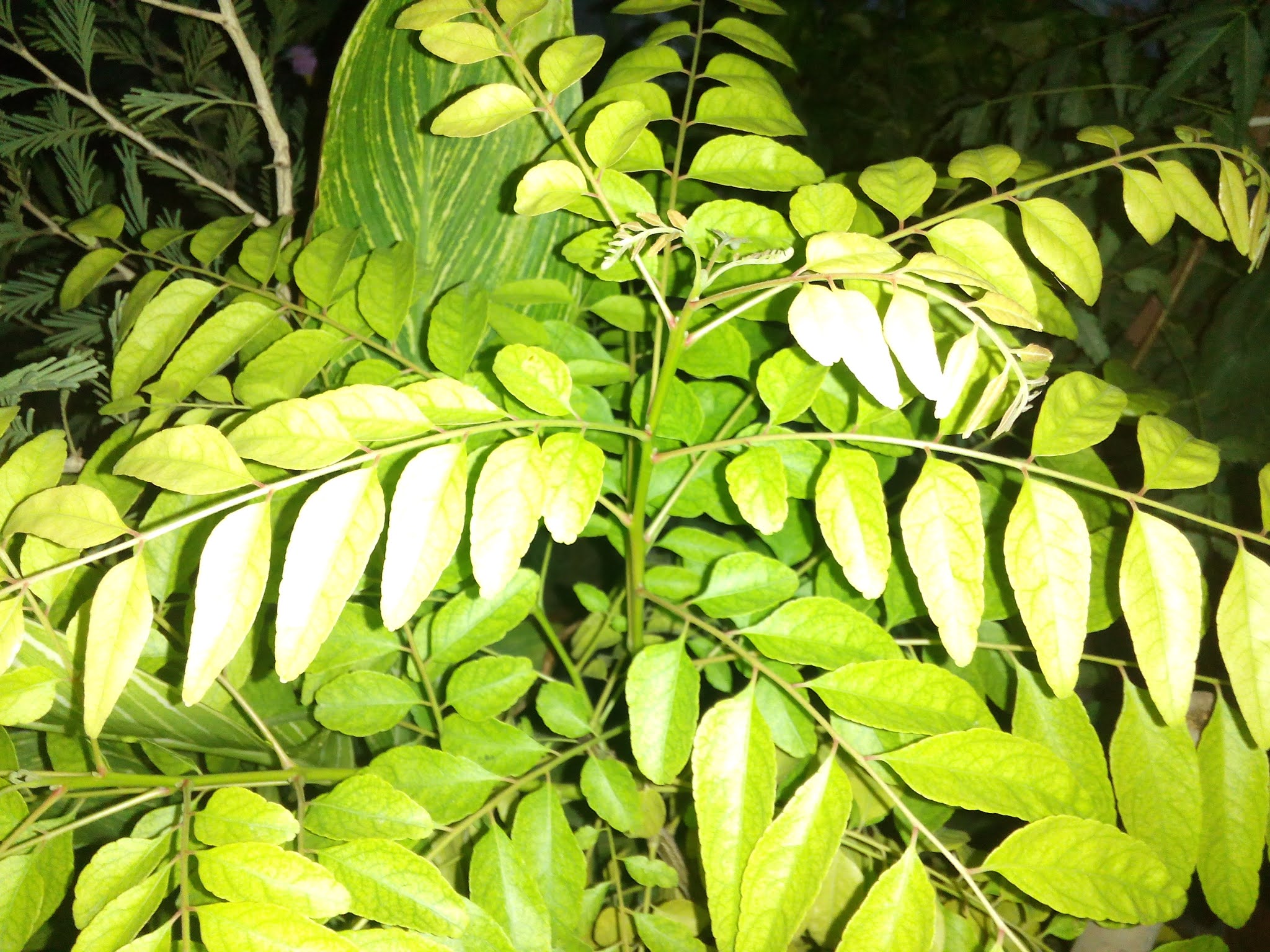 Neem tree leaf image