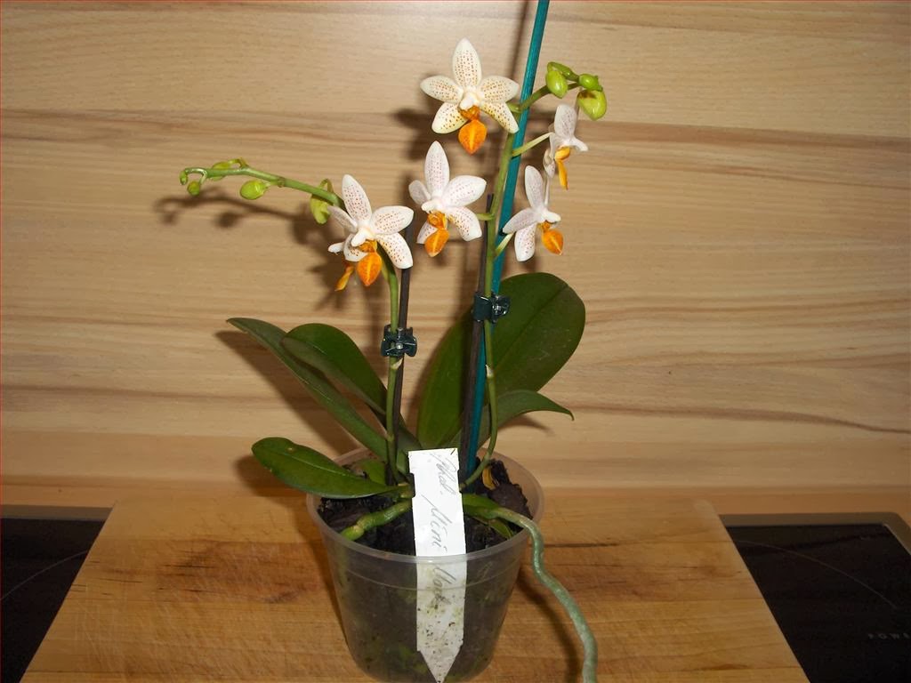 Orchidee in fiore: Phalaenopsis equestris coerulea, Podangis dactyloceras e  Phal. Mini Mark