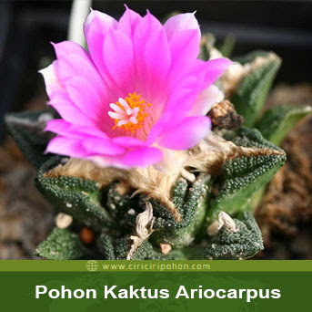 ciri ciri pohon kaktus Ariocarpus