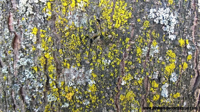 Acacia de las tres espinas (Gleditsia triacanthos)