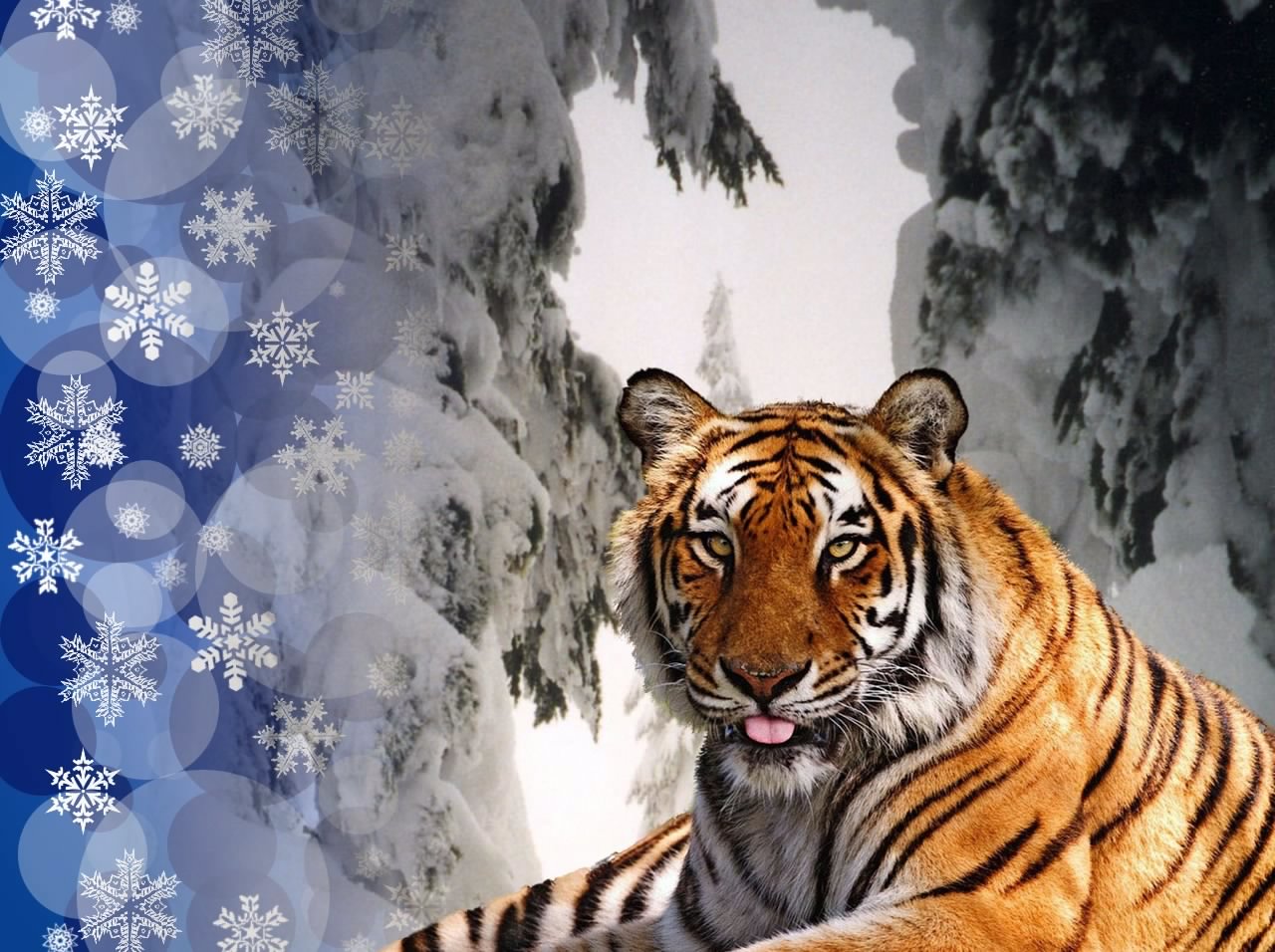 幸せな新年の虎の素晴らしい写真2023
