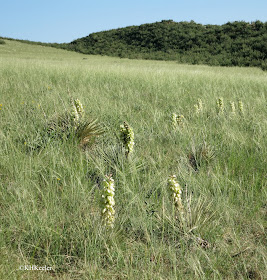 Yucca glauca i blomma