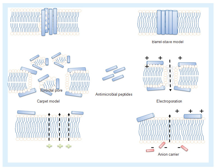 Different mechanism of actions of antimicrobial peptides