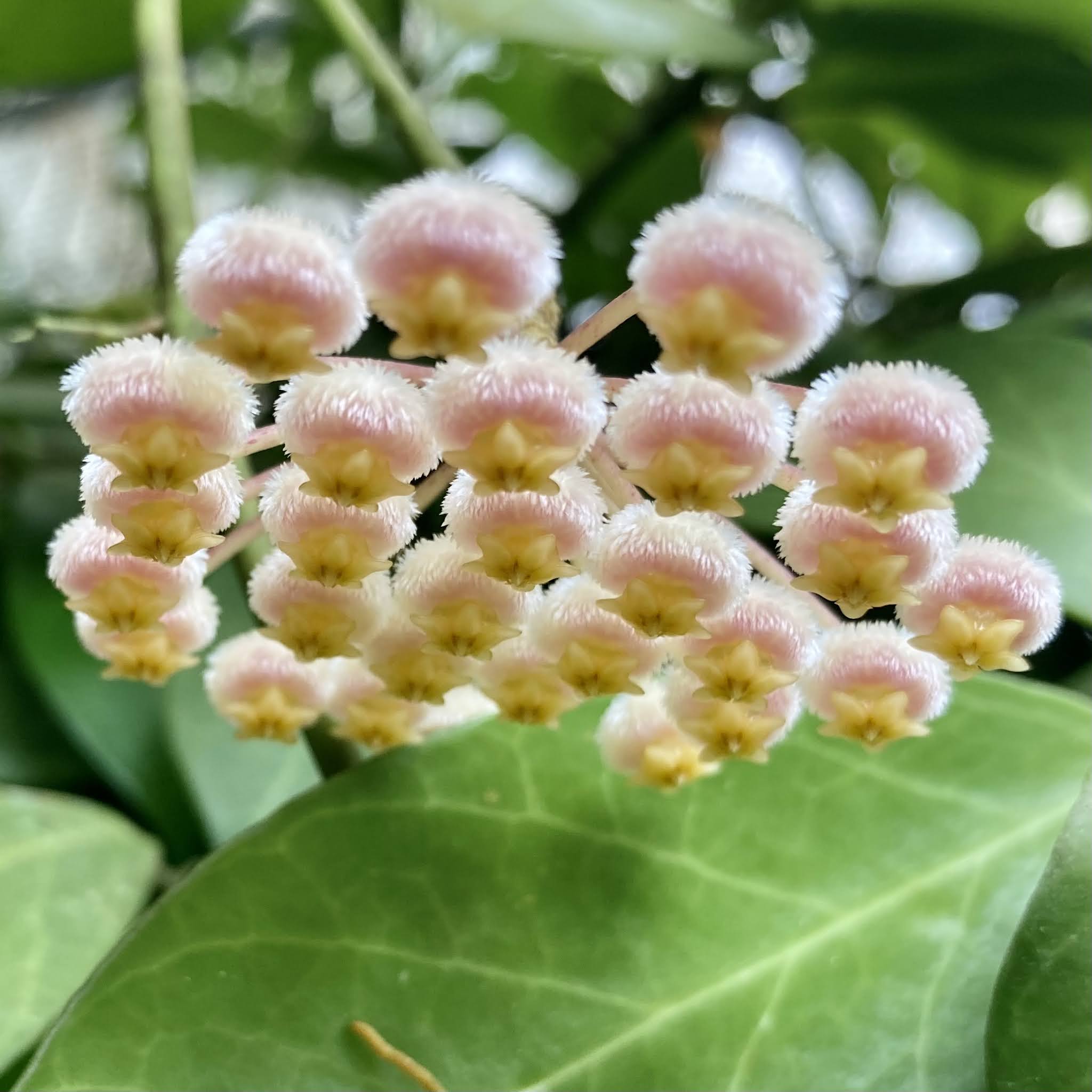 Cactos e Suculentas: Flor de cera - Hoyas