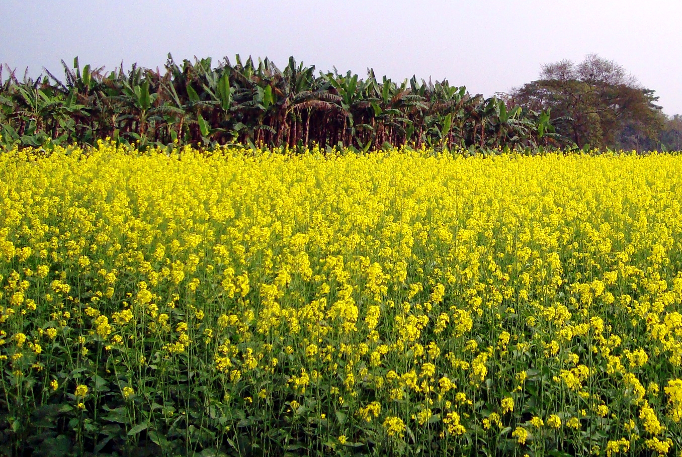 Flowers of Bangladesh | Picture Museum
