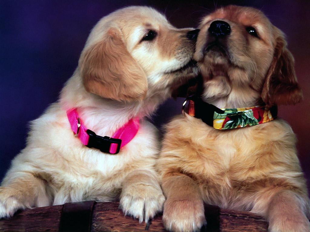 快乐的情侣，亲吻他们可爱的狗狗。照片摄影图片_ID:418282141-Veer图库