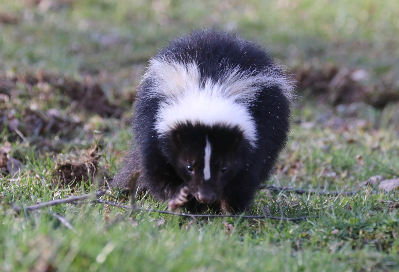 Are Skunks Attracted To Dog Poop