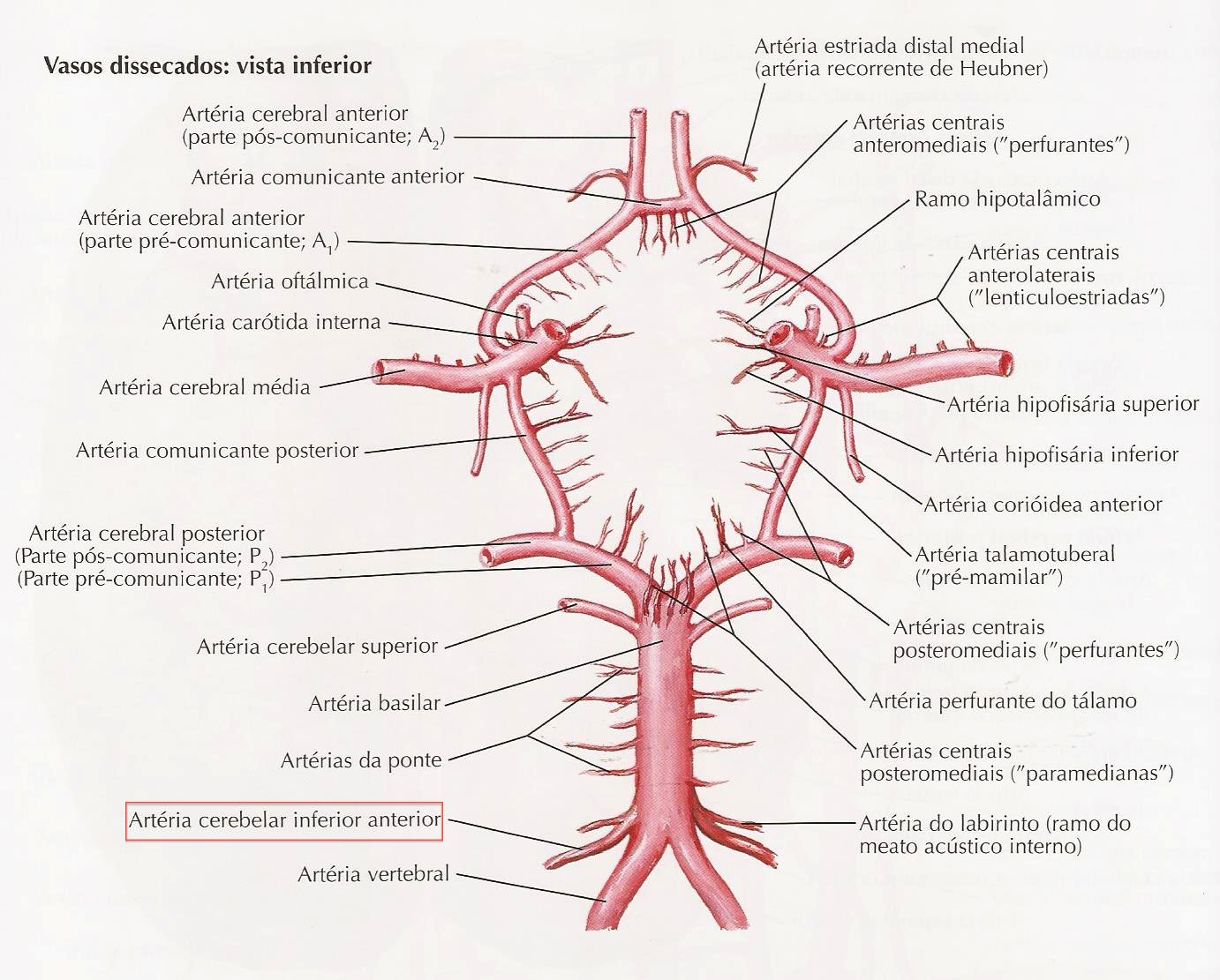 Артерии задних сегментов. P1 сегмент задней мозговой артерии. Сегмент р1 правой задней мозговой артерии. Сегменты передней мозговой артерии схема. Сегменты задней мозговой артерии схема.