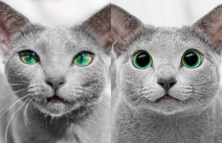 Stunning Pictures Of Silver Cat Sisters With Gorgeous Green Eyes Stunning Pictures Of Silver Cat Sisters With Gorgeous Green Eyes