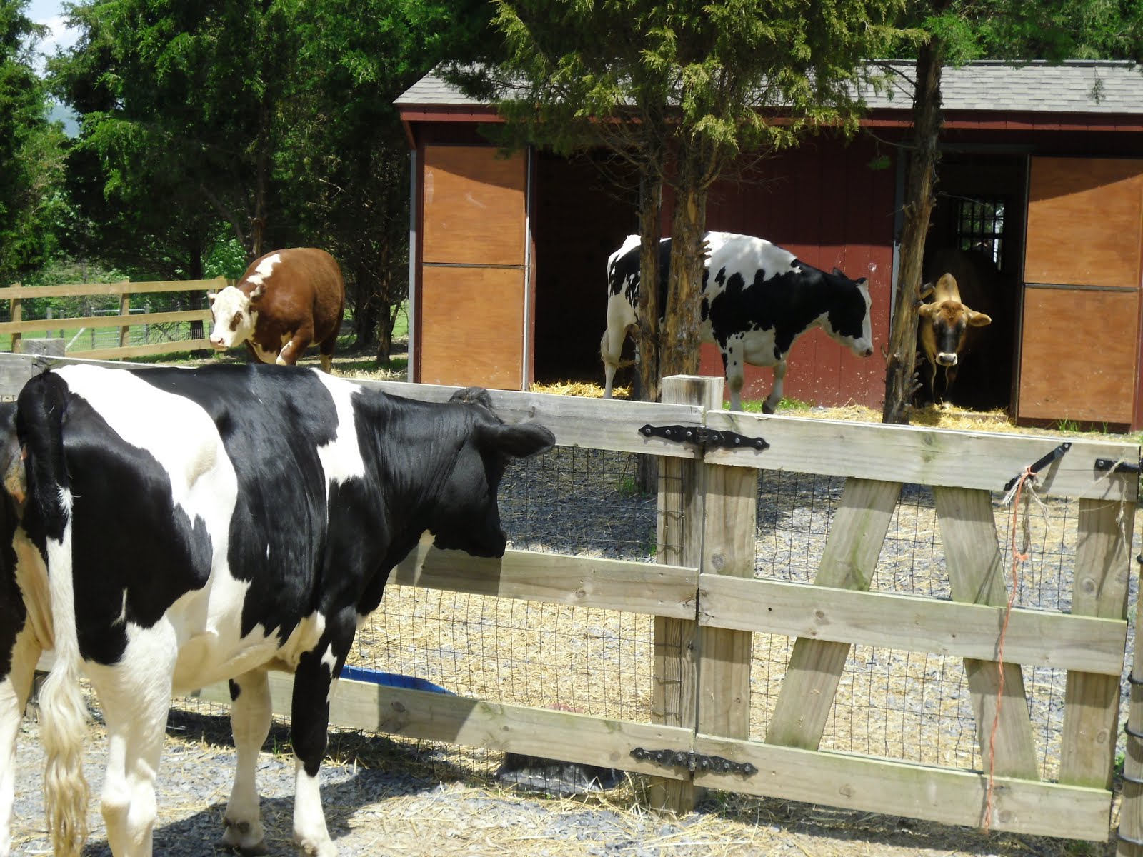 A (soy) Bean for the Animals sanctuary