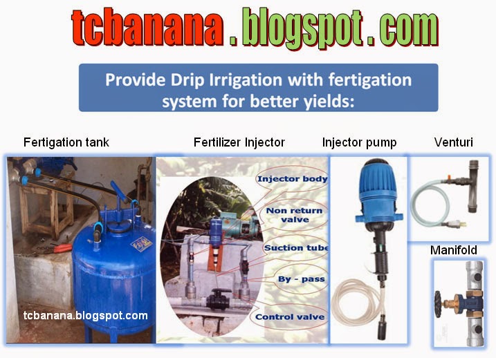 Fertigation schedule for Banana and advantages of using Water Soluble