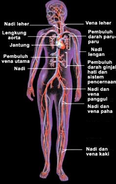 Alat Peredaran Darah Manusia Bangku Sekolah