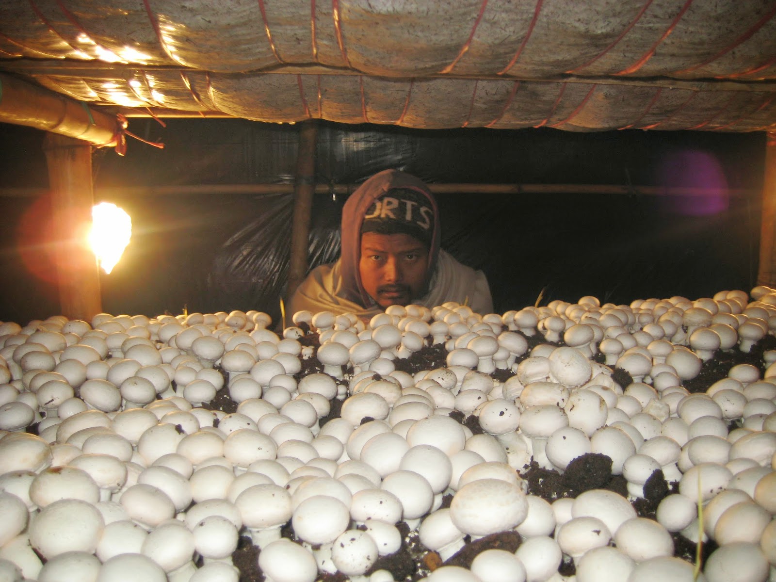 Mushroom Cultivation in India Arun Gupta Seasonal Mushroom Growing