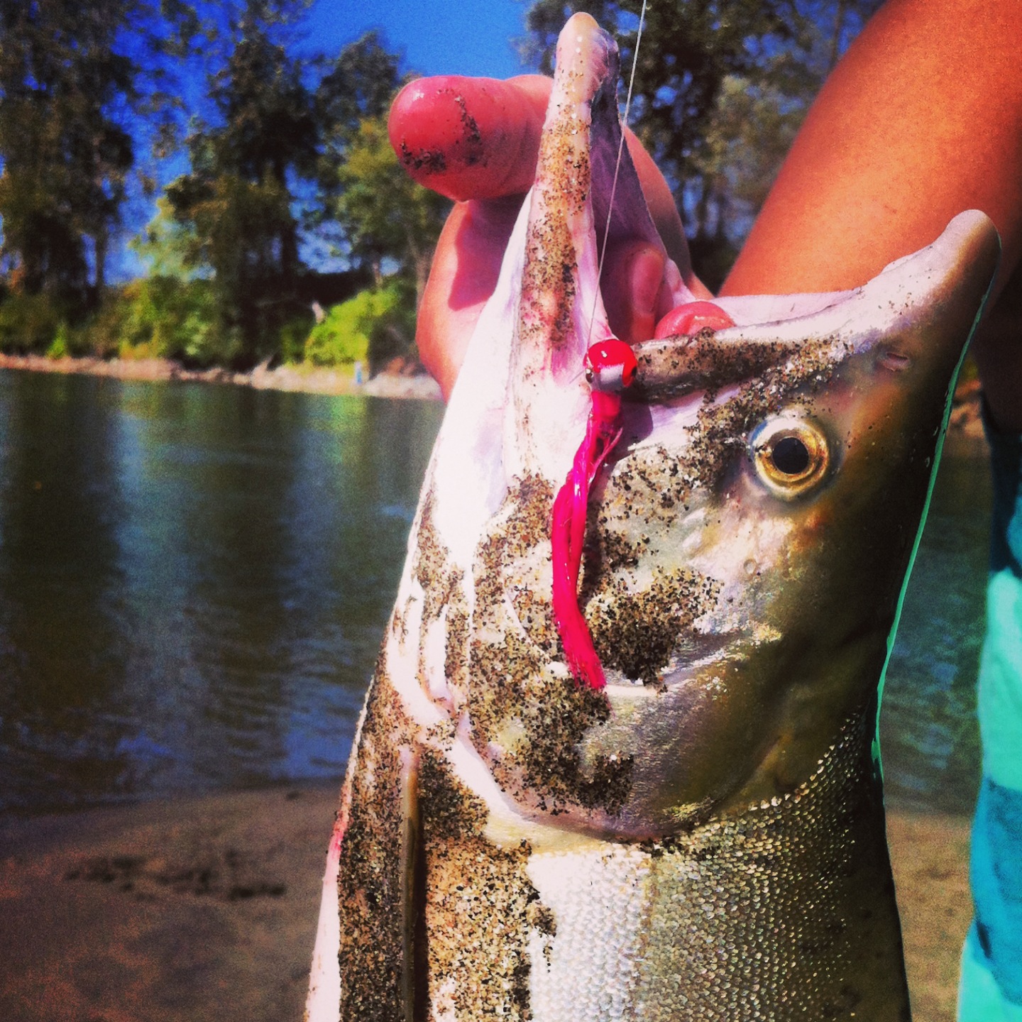 Snohomish River Fishing Report 2021