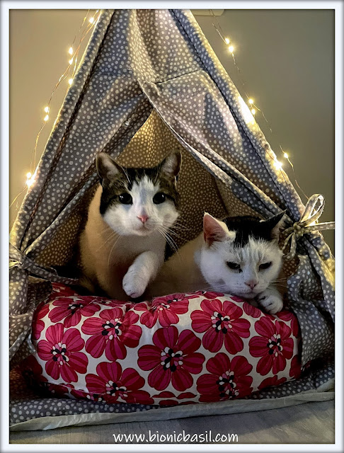 2 cats in a tent, cats go glamping, cute cats