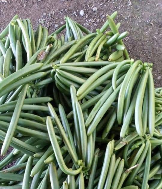 Bali vanilla beans Fresh from farm
