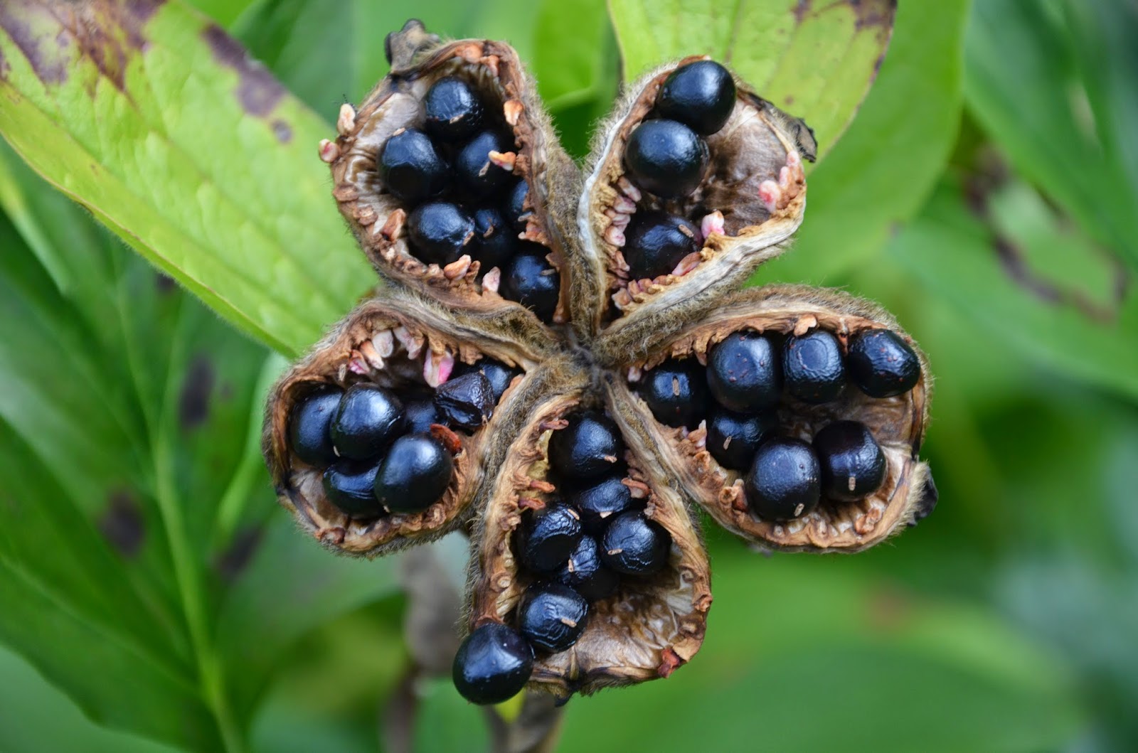 Southern Peony 2014 Peony Seed Collection Time