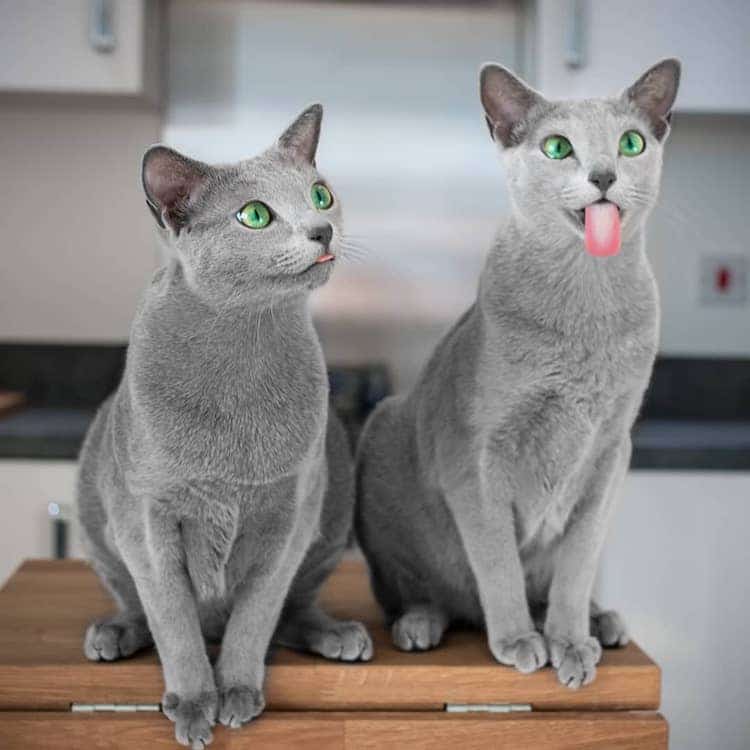 Stunning Pictures Of Silver Cat Sisters With Gorgeous Green Eyes Stunning Pictures Of Silver Cat Sisters With Gorgeous Green Eyes