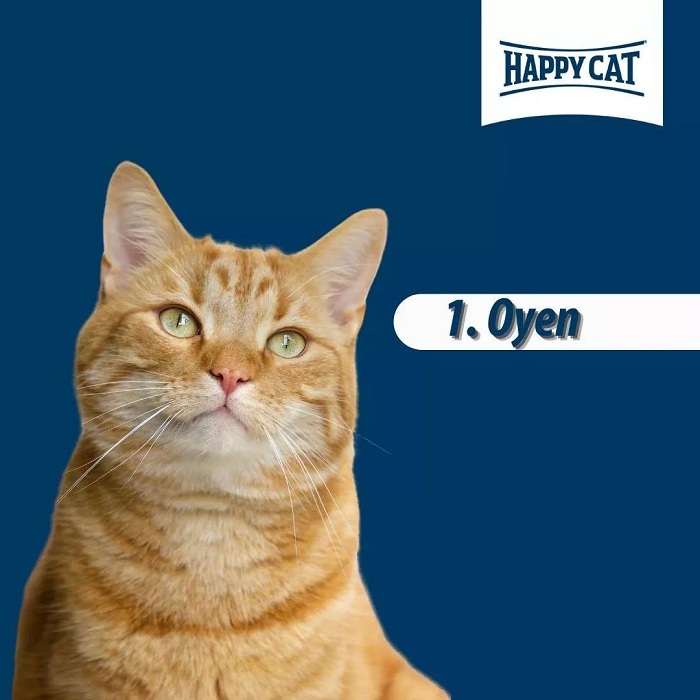 Gambar Kucing Oyen Yang Wow (26 Gambar)